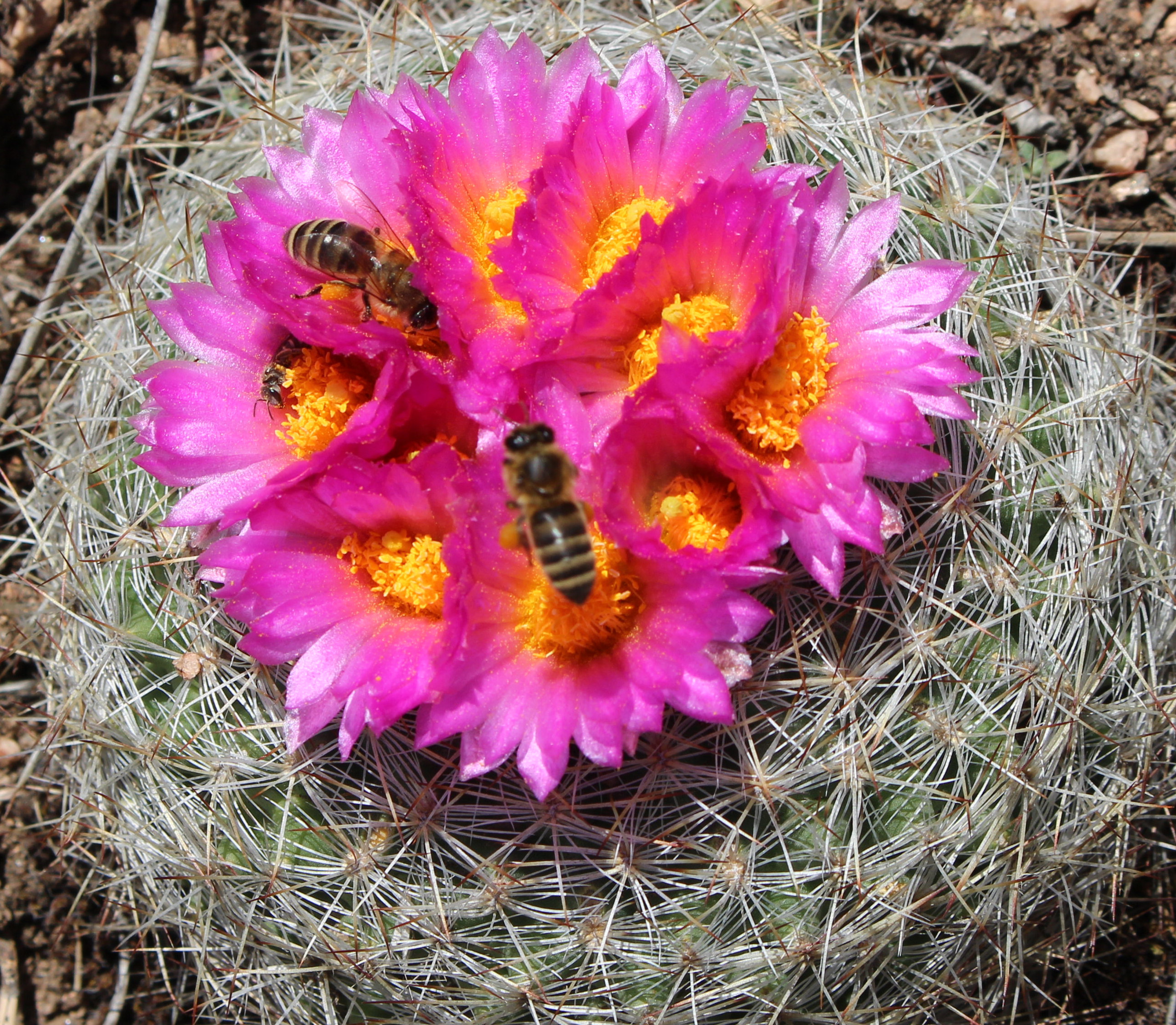 Macro and Micro Picture of the Day 2023-04-28