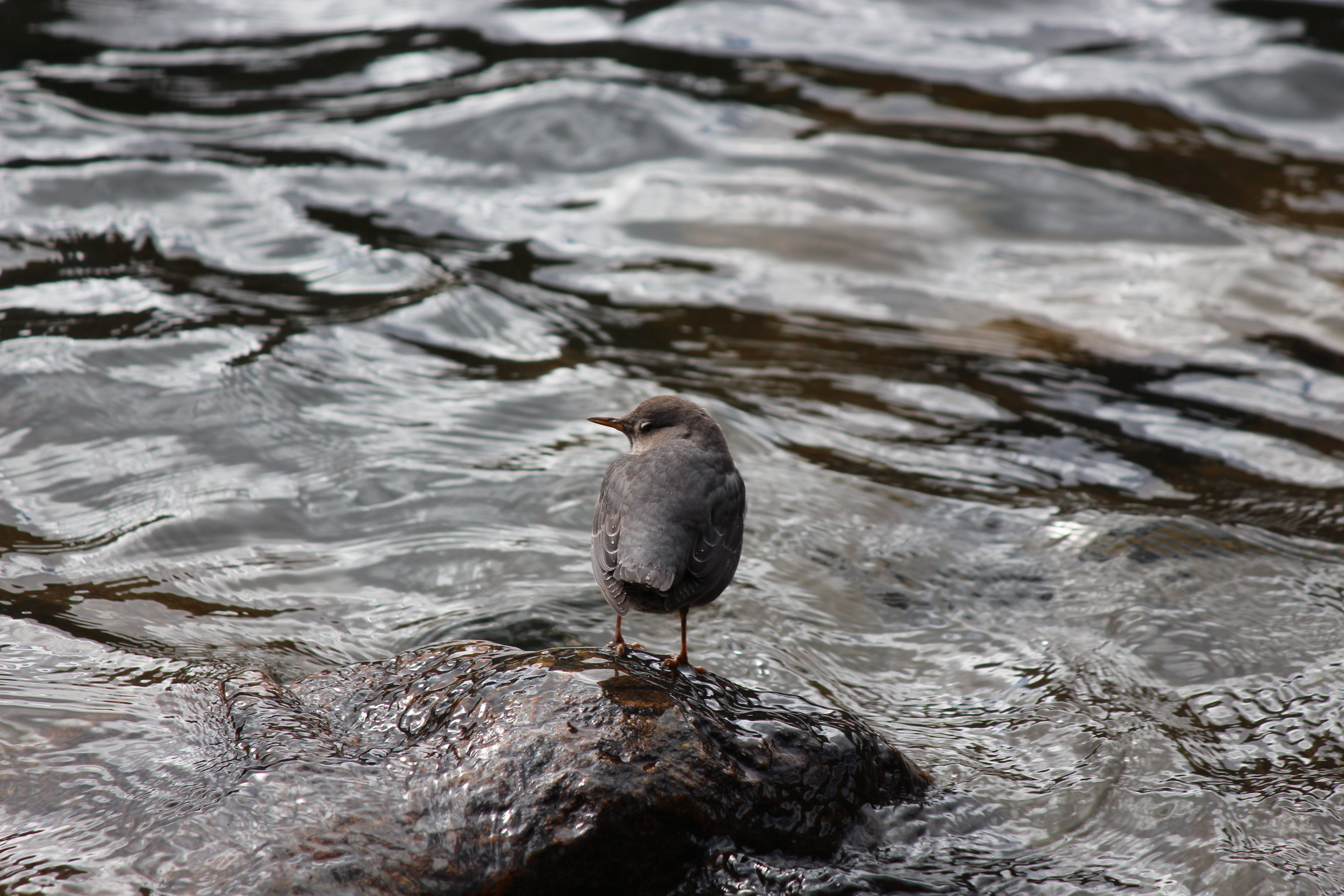 Macro and Micro Picture of the Day 2023-08-20